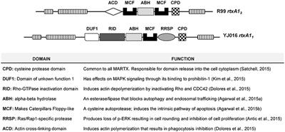 MARTX Toxin in the Zoonotic Serovar of Vibrio vulnificus Triggers an Early Cytokine Storm in Mice